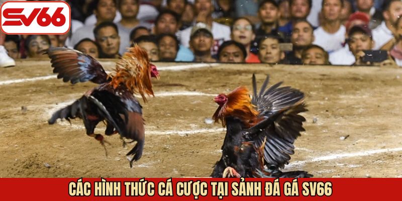 Điểm qua các kiểu đá gà đáng chú ý tại SV66