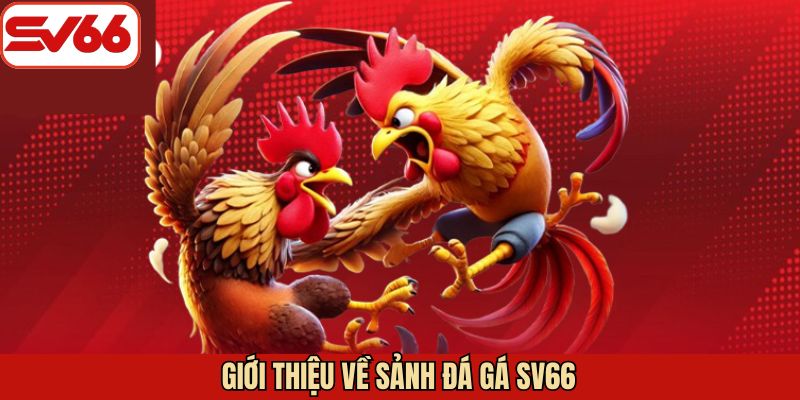Khái quát sảnh cược đá gà trực tuyến