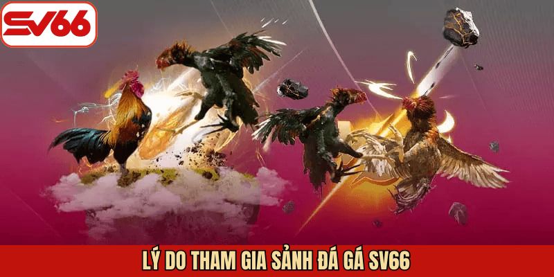 Ưu điểm nổi bật khiến người chơi tin tưởng đá gà SV66