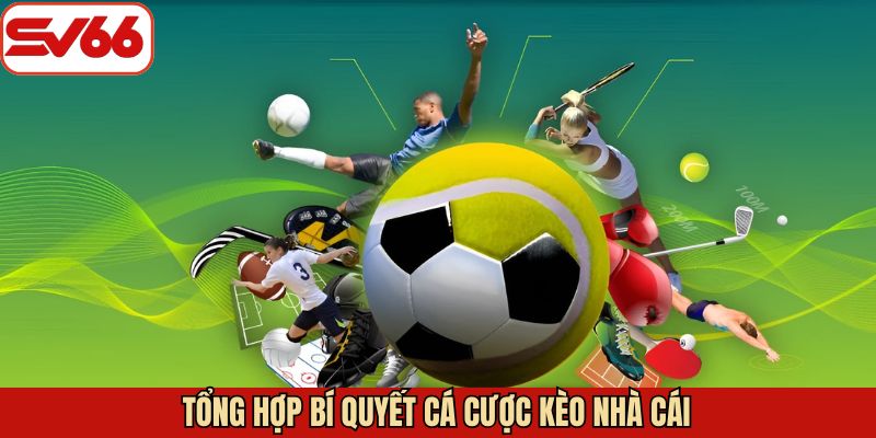 Kinh nghiệm cá độ cược nhà cái